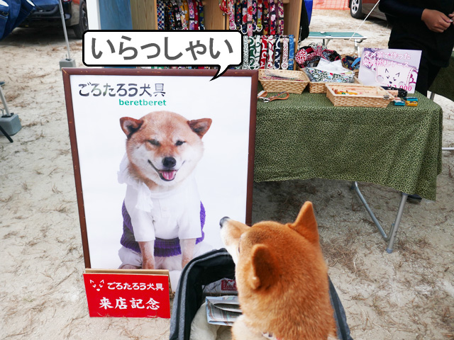 柴犬コマリ 犬市場 岡崎