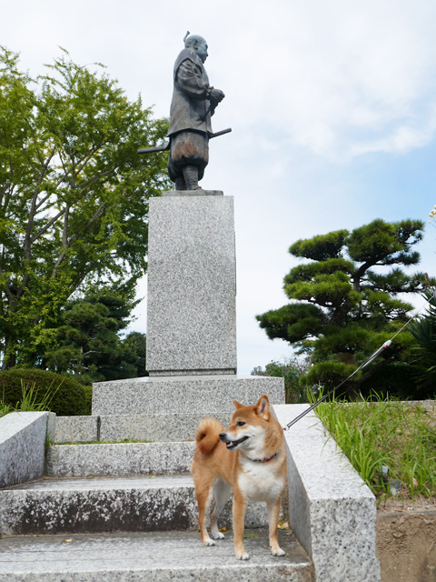 柴犬コマリ 岡崎公園