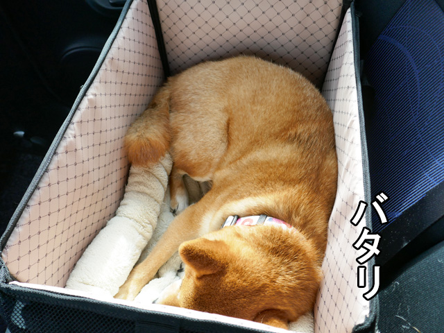 柴犬コマリ ドライブボックス