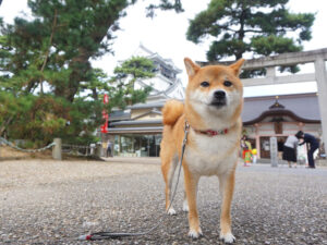 岡崎城と柴犬コマリ