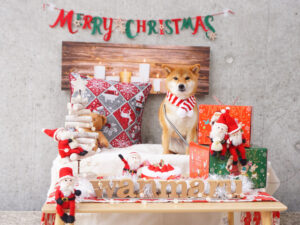 柴犬コマリ　わんマル　アクアイグニス