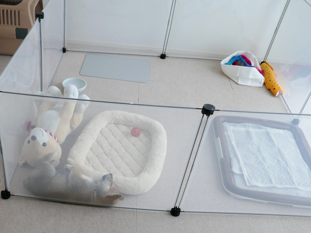 柴犬子犬におすすめのトイレトレーニング方法
