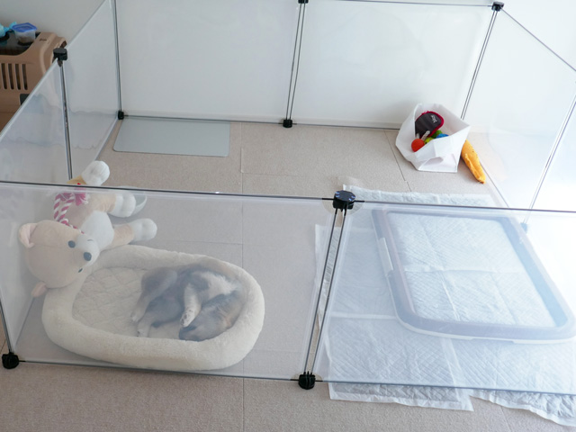 柴犬子犬のトイレトレーニングの失敗しないやり方