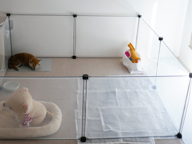 柴犬子犬のトイレトレーニングのやり方