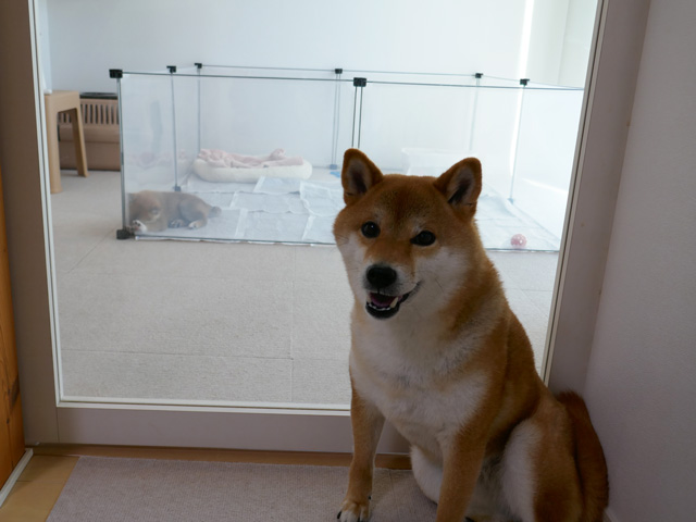 柴犬子犬のトイレトレーニング方法