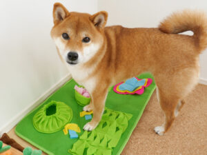 犬のノーズワークのおすすめのマット