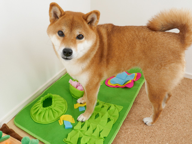 犬のノーズワークのおすすめのマット