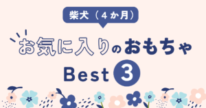 柴犬　子犬　おすすめ　おもちゃ　ランキング