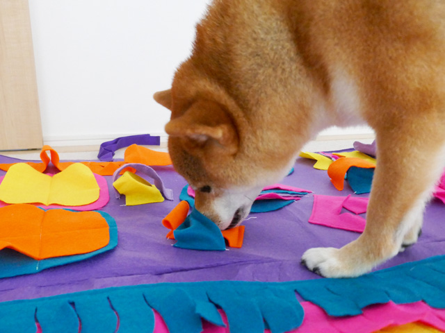 犬のノーズワークにおすすめのグッズ