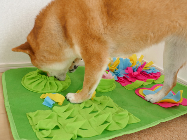 犬のノーズワークにおすすめの知育おもちゃ