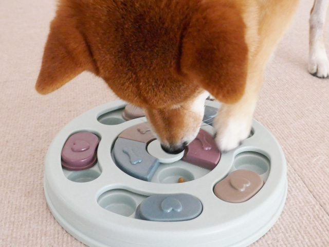 犬のノーズワークにおすすめのおもちゃ