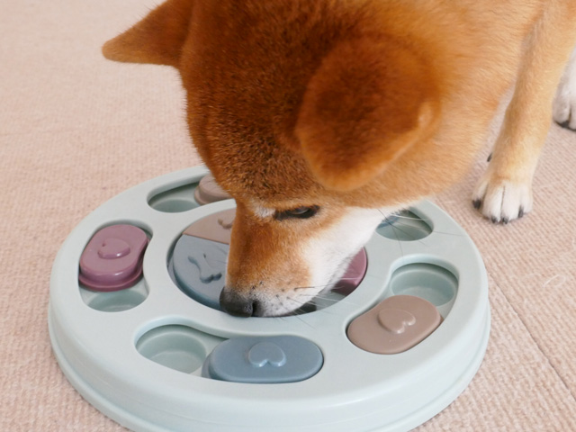 ノーズワークが上手な柴犬