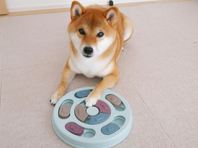 おすすめの犬のノーズワークパズル