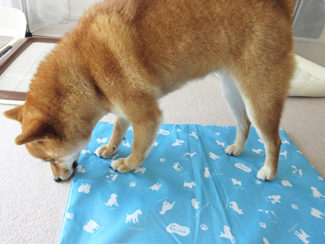 犬のひんやりジェルマットのデメリット