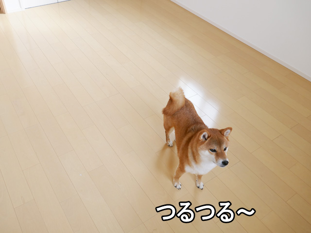 犬の部屋のおすすめのコルクマット