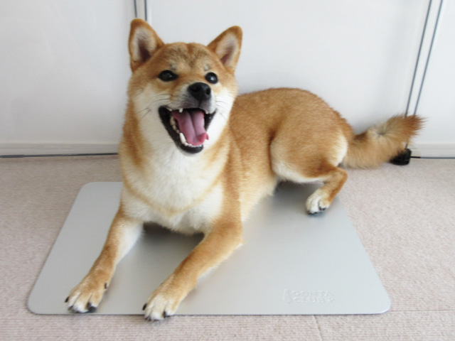 おすすめの犬用ひんやりマット