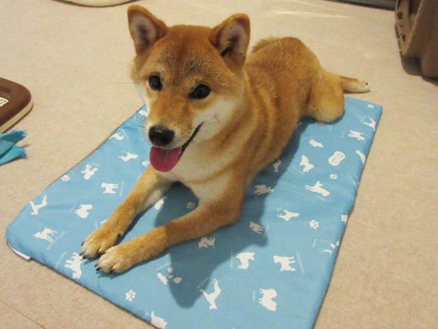 犬用冷感ひんやりジェルマットの使用感