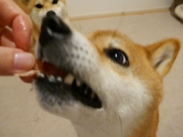 プチマレンギで作った犬用ジャーキーの出来立てを食べる柴犬