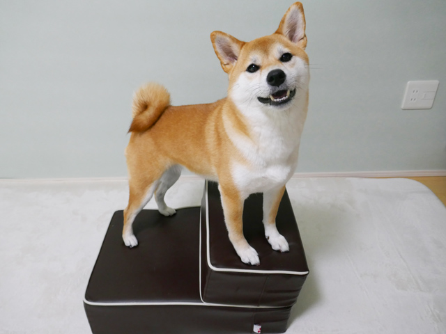 ドッグ　ステップ　階段　犬　おすすめ　ランキング　口コミ