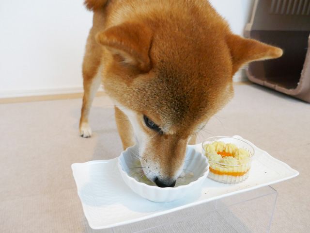 誕生日のごちそうごはんセットを食べる柴犬