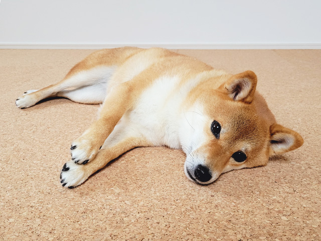 コルクマットは防音で弾力があって犬におすすめ
