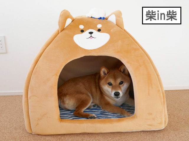 おすすめの柴犬ドームハウスで寝る柴犬コマリ