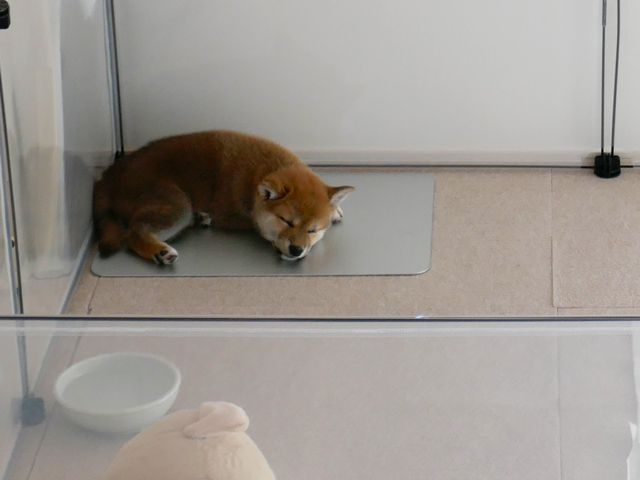 犬用冷感ひんやりプレートに乗る子犬