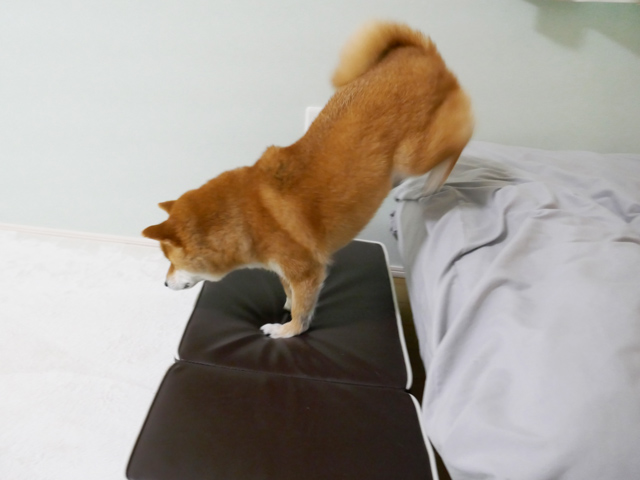 おすすめ 犬 ステップ 階段