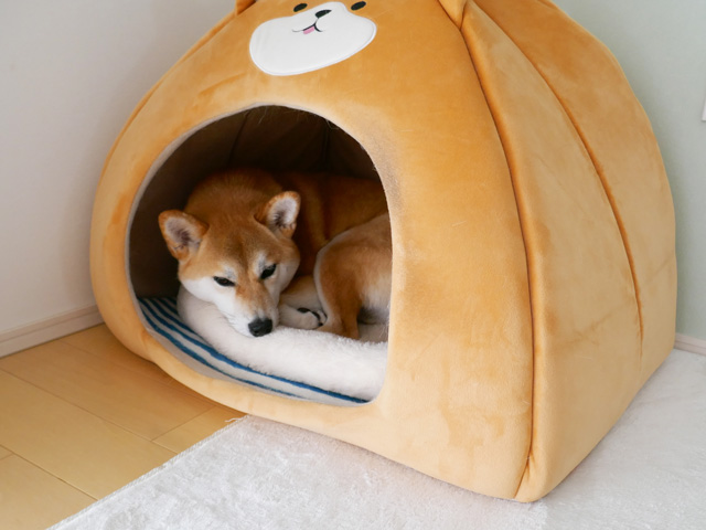 ドーム型柴犬ハウスで寝る柴犬