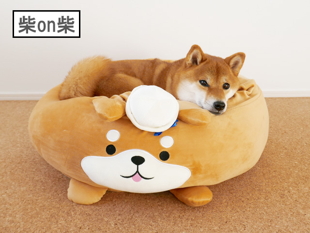 柴犬ベッドでくつろぐ柴犬コマリ