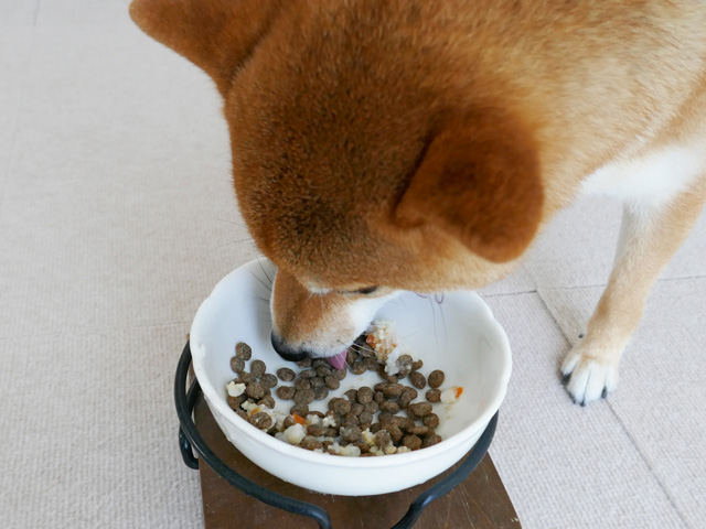 ドッグフードを食べない柴犬にはトッピングがおすすめ