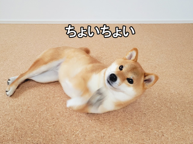 犬の遊ぶ部屋はコルクマットがおすすめ