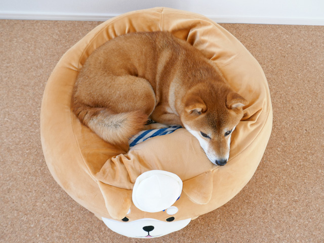 柴犬ベッド 柴犬クッション おすすめ レビュー