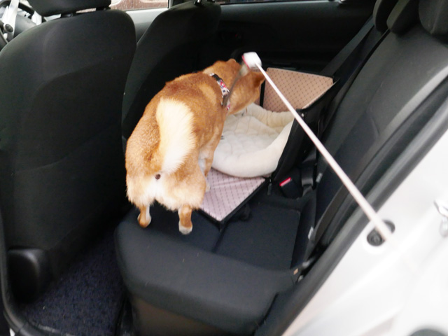 犬 ドライブボックス 乗り方