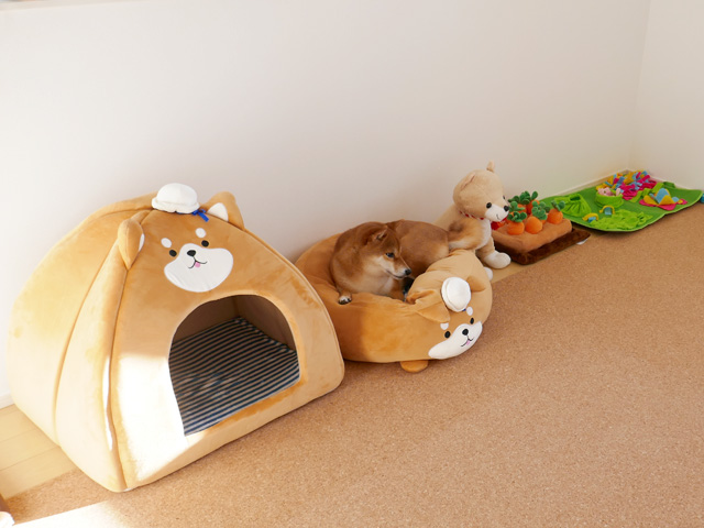 柴犬におすすめの柴犬ドームハウスと柴犬ベッド