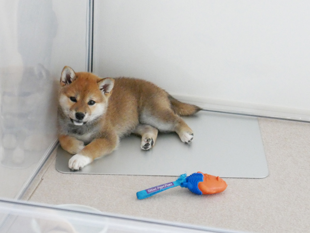 夏にひんやりマットを使う子犬