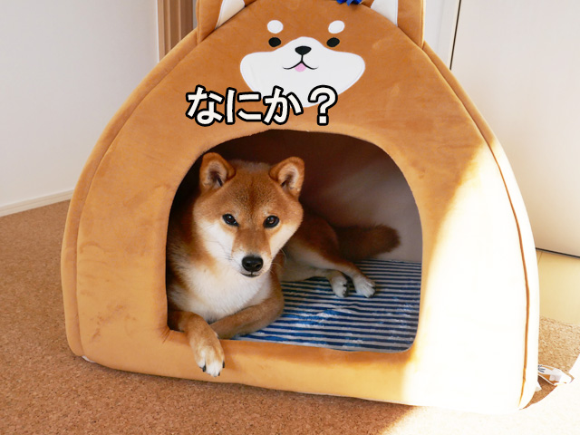 柴犬ドームハウスに入った柴犬