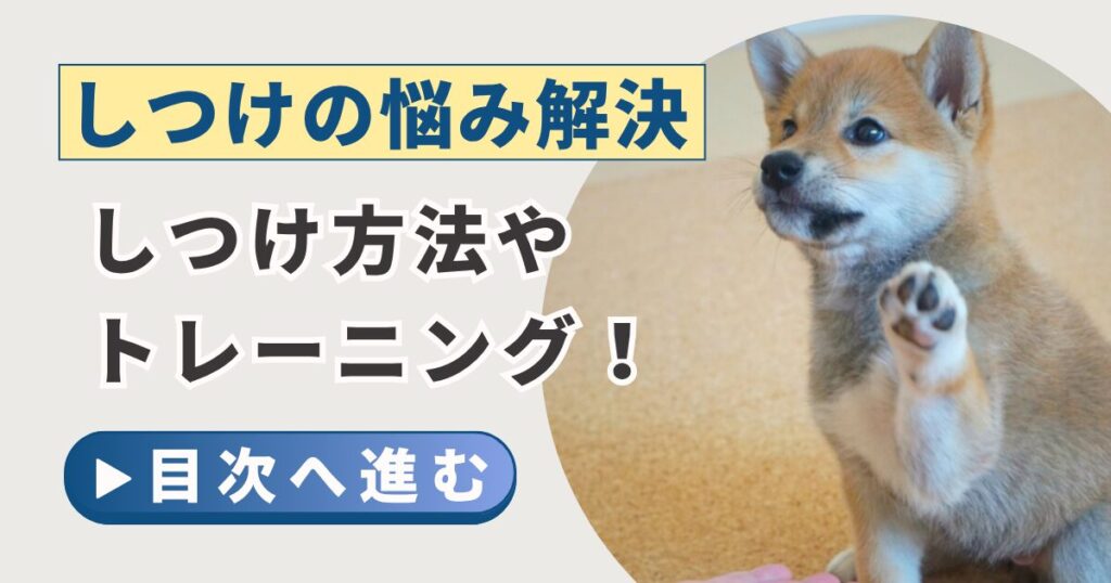 柴犬　子犬　しつけ　トレーニング　ドッグトレーナー　やり方