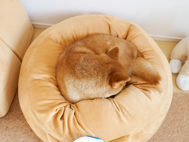 柴犬ベッドで寝るドーナツに見える柴犬