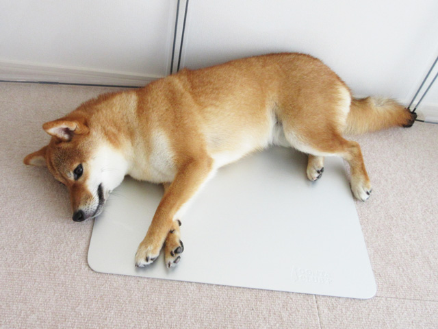 犬用ひんやりマットLの参考サイズ