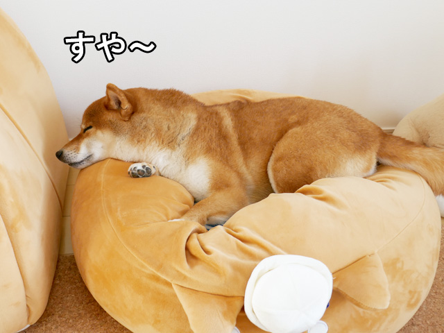 柴犬ベッドで寝る柴犬
