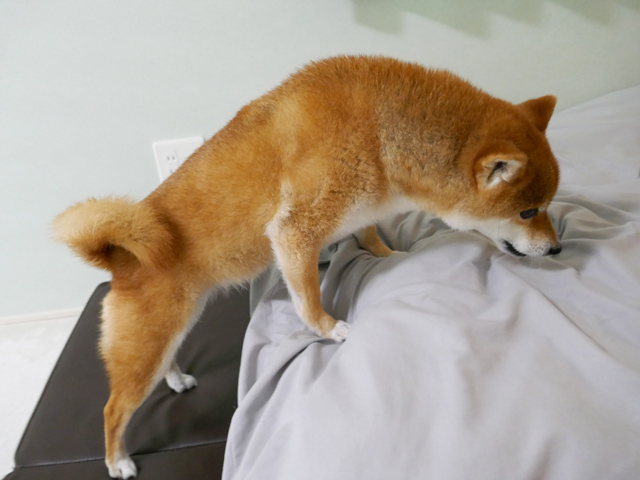 犬のステップでヘルニア予防