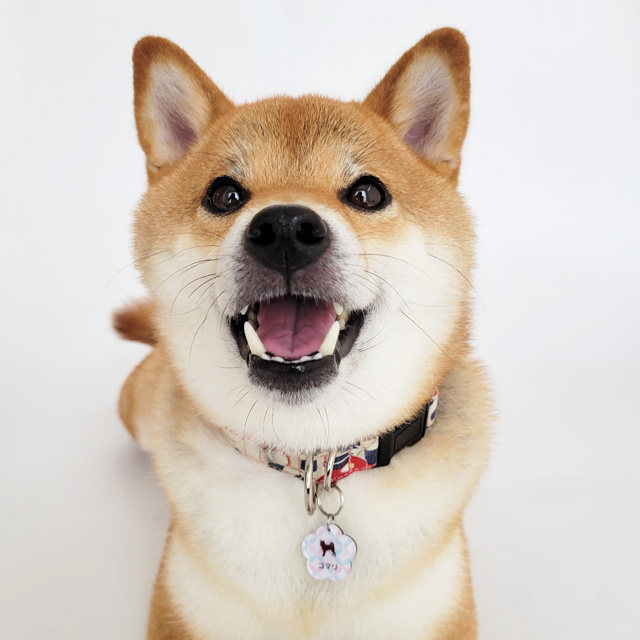 犬　首輪　迷子札　和柄　おすすめ