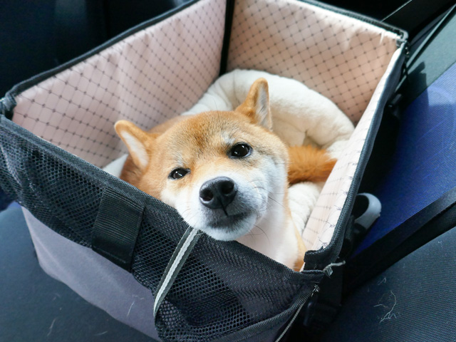 犬のドライブボックスおすすめ品