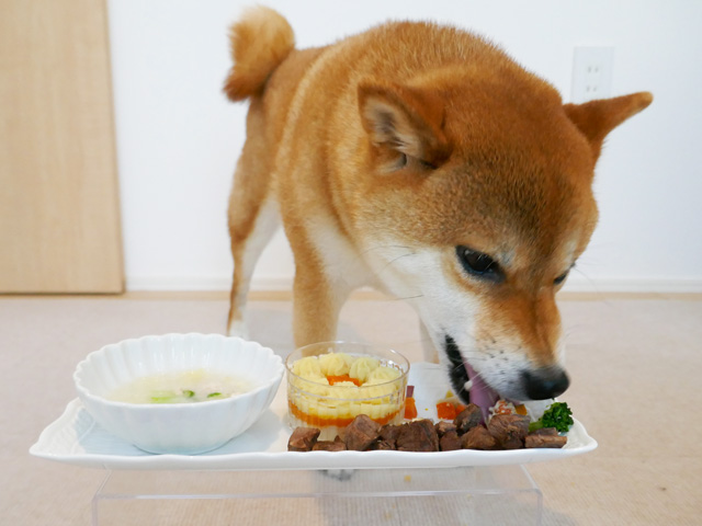 誕生日に楽天で買った犬用のごちそうを食べる柴犬