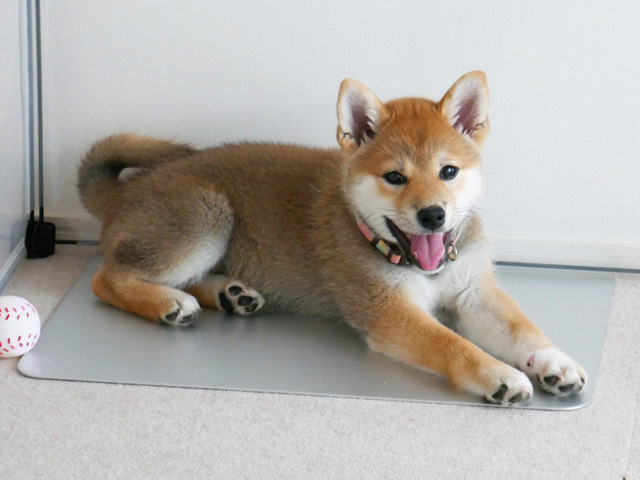犬のひんやりクールアルミプレートLサイズ柴犬