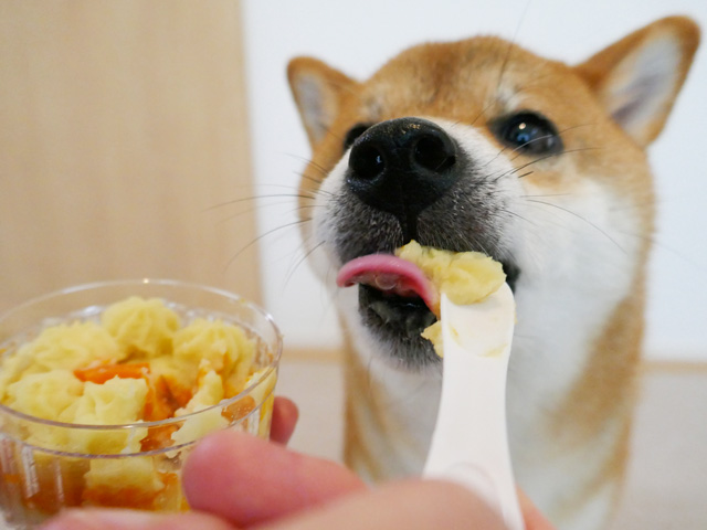 おすすめの犬用誕生日ケーキとごちそうディナーセット