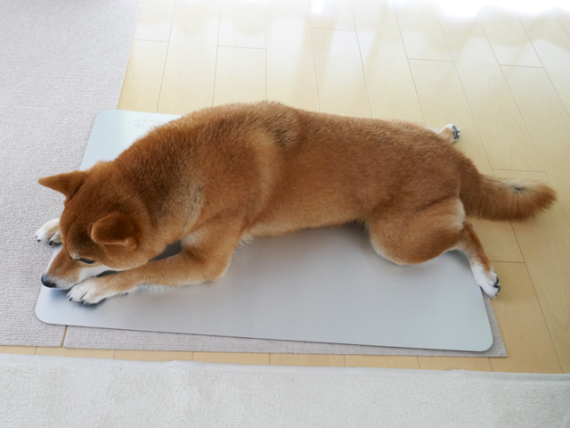 冷感ひんやりクールマットを使う犬