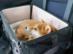 犬　ドライブボックス　安全　おすすめ