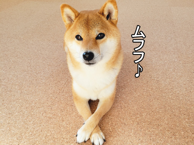 コルクマット「クオリアム」がおすすめの柴犬コマリ